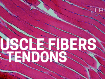 Muscle Fibers vs. Tendons