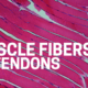 Muscle Fibers vs. Tendons