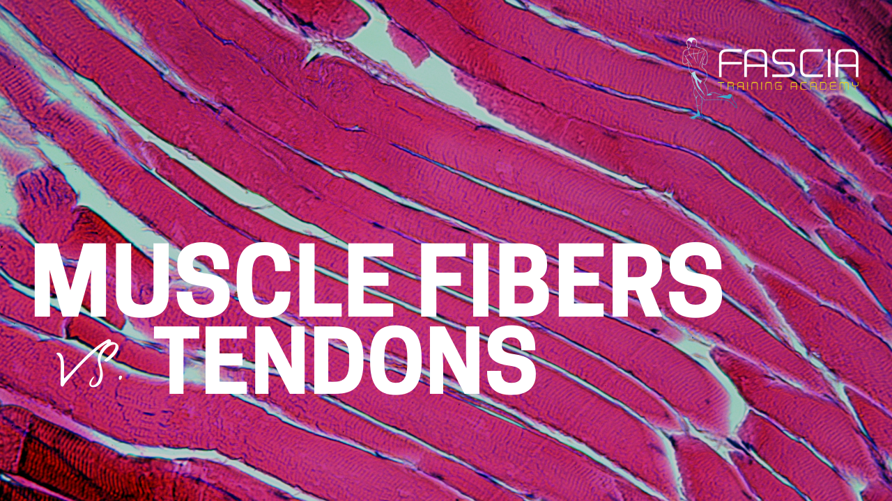 Muscle Fibers vs. Tendons