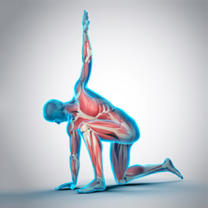 READ: Chapter 1 - Fascia and Connective Tissue - What Are They?