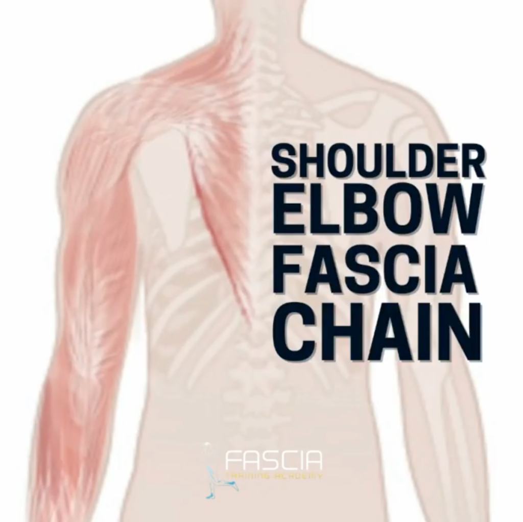 The 7 Most Important Fascia Chains
