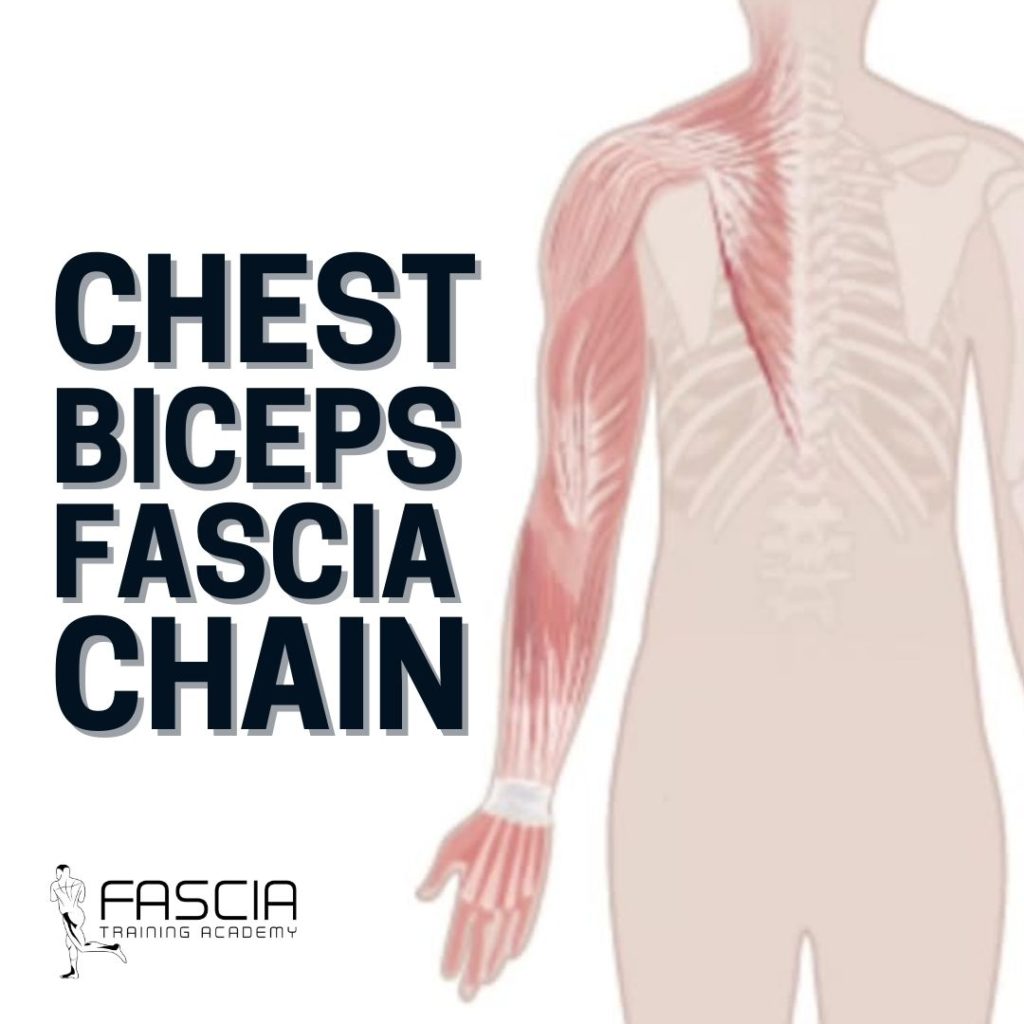 The 7 Most Important Fascia Chains 1