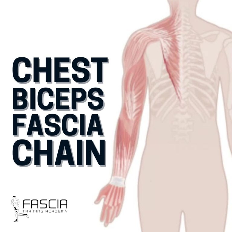 The 7 Most Important Fascia Chains FASCIA TRAINING ACADEMY