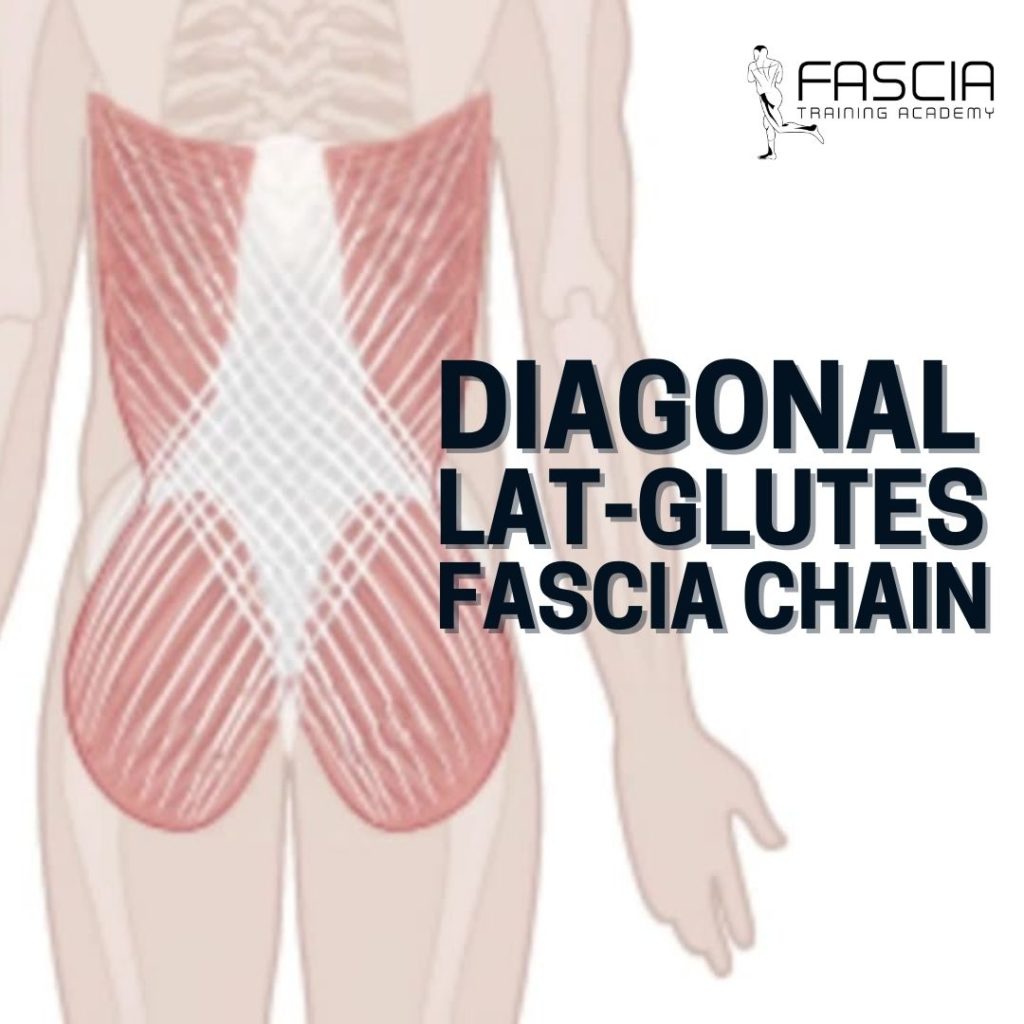 The 7 Most Important Fascia Chains 3