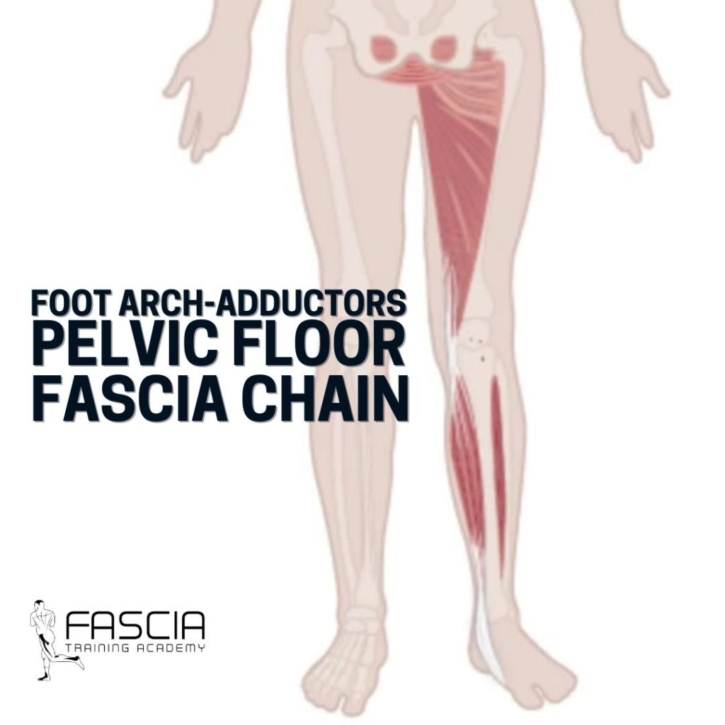 The 7 Most Important Fascia Chains 5