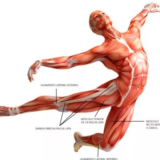 The 7 Most Important Fascia Chains 7