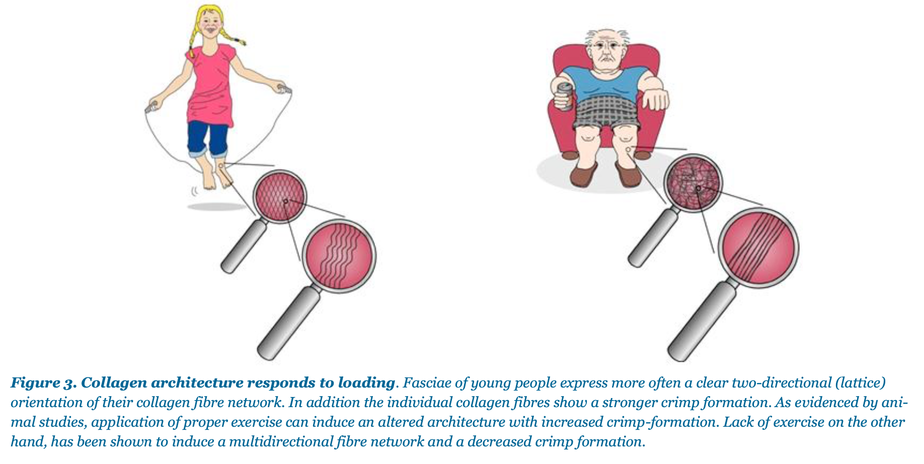 The Catapult Mechanism: Elastic Recoil of Fascial Tissues 1