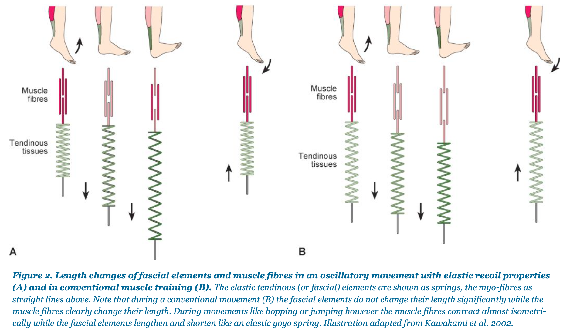 The Catapult Mechanism: Elastic Recoil of Fascial Tissues 2