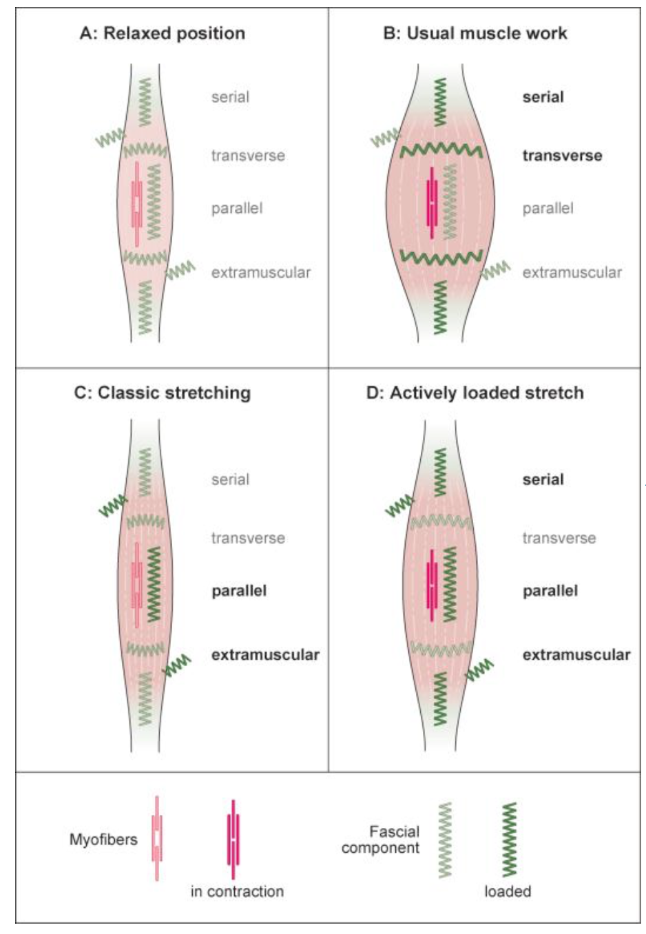 The Catapult Mechanism: Elastic Recoil of Fascial Tissues 3