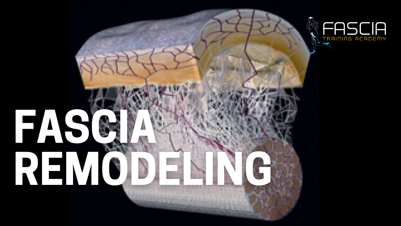 Fascia Remodeling FASCIA TRAINING ACADEMY