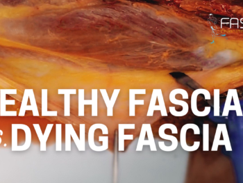 Healthy Fascia vs. Dying Fascia