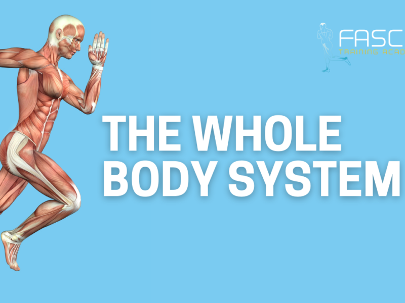 The Whole Body System