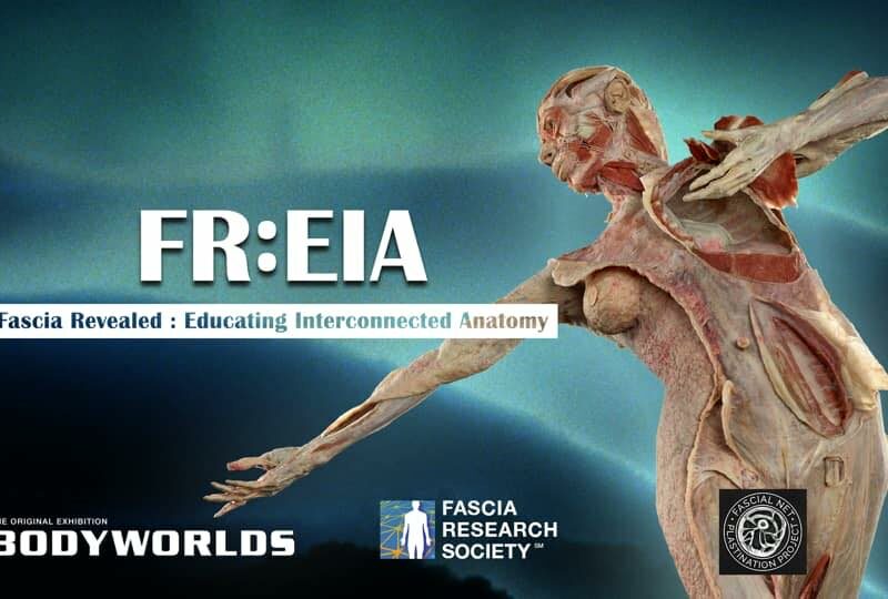 FR:EIA - The World’s first 3D Human Fascia Plastinate @ FRC 2022 1