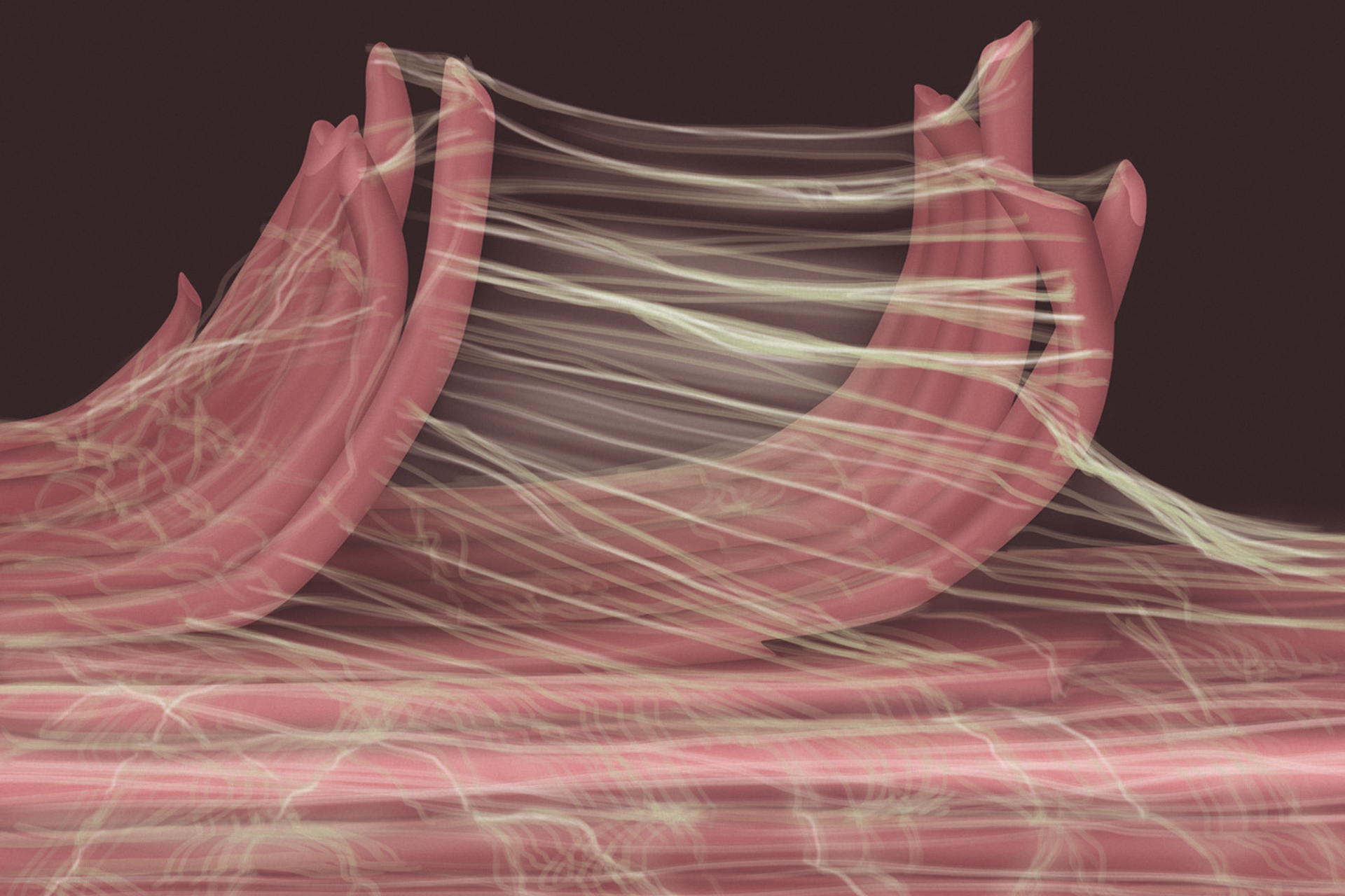 Fascia 101: The Tissue That Holds Us Together (and So Much More)