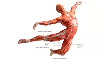 The 7 Most Important Fascia Chains 7